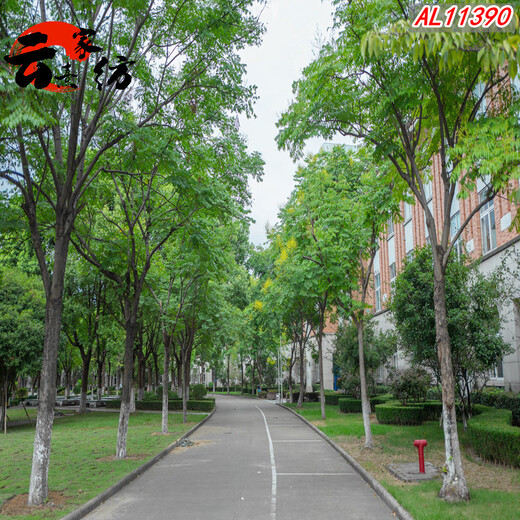 直播背景墙感主播间背景布公园树木林荫道路 荧光黄 11149下拉选尺寸 1.5x2m