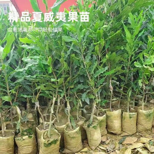 桂热一号坚果苗澳洲夏威夷果正宗矮化嫁接苗庭院常绿树苗带土发货 695号坚果三年【带营养杯发货】 90cm(含)-99cm(含)