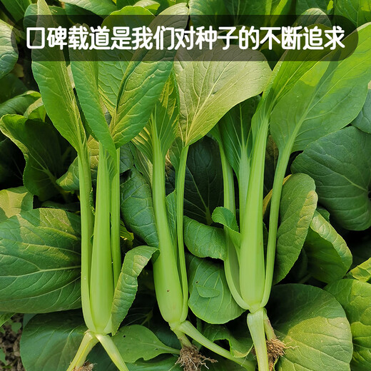 Fengming Yashi Miao vegetable seeds 10g four-season vegetable seeds balcony potted field planting farm seeds
