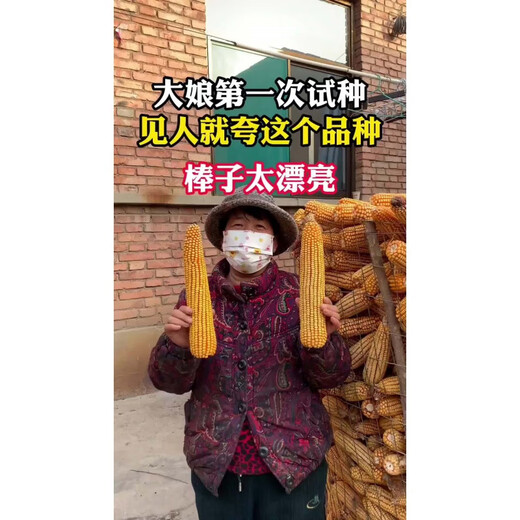 New species Longping 275 high-yielding corn seeds, double stick twin king, drought and waterlogging tolerance, lodging resistance and rust resistance New species Longping 275 Big Mac twins, about 4239 grains, 1 bag, original national approval