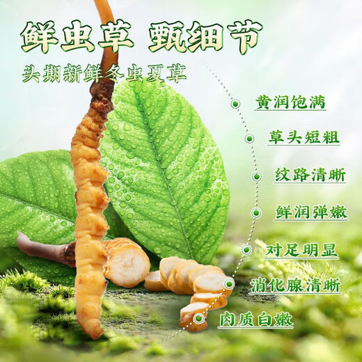 
[Tibet Straight Hair] Authentic First Fresh Cordyceps 2025 Selected High Altitude Fresh Cordyceps SF Cold Chain 0.5-0.6g/root 100 Roots