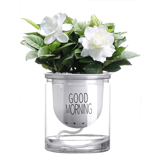 Green intentional green plant potted succulent flowers potted plants indoor desktop hydroponic green plants office living room plants lazy people Jucai 3 pots Asparagus + Lucky Bamboo + Money Tree