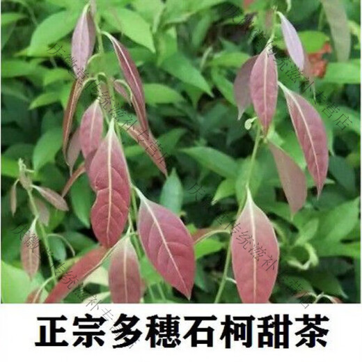 Meine Familie Yutang Duosui Shi Ke Ke Sweet Tea Holz Ingwer Blatt Ke süßer Tee Chongqing Liangping Spezialtee Fragmente 250 g Nichtgrüne Geld Willow Thorn Tee 4 Taschen 1000g
