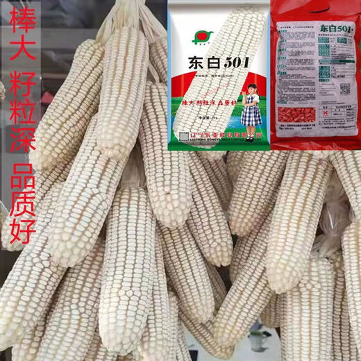 东白501南北方通种大棒白玉米种子稳产杂交春播夏播早熟粮食饲料 东白501原装1包2斤