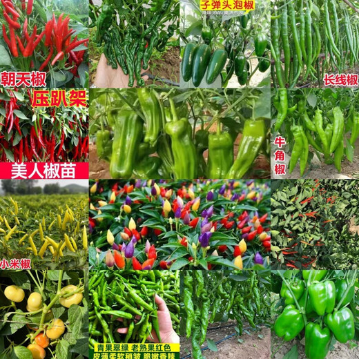 Authentic Zhangshugang pepper seedlings with soil seedlings local nearby various vegetable seedlings Hong Kong pepper devil pepper screw pepper Zhangshugang 1 tree shipped with soil