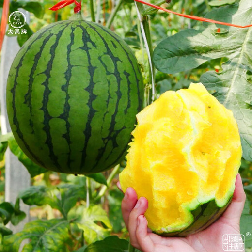 Dayu Yellow Heart Watermelon Seeds, Early Maturity, Yellow Skin, Red Flesh, Yellow Flesh, Special Xiaofeng Watermelon Seeds, Southern Fruit, Annie Oval Yellow Flesh Watermelon Seeds, 100 capsules