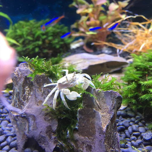 Zeyu berühmtes Haustier, Tamsui General Crabs, Krabben, 6 Generalkrabben, 4 Live