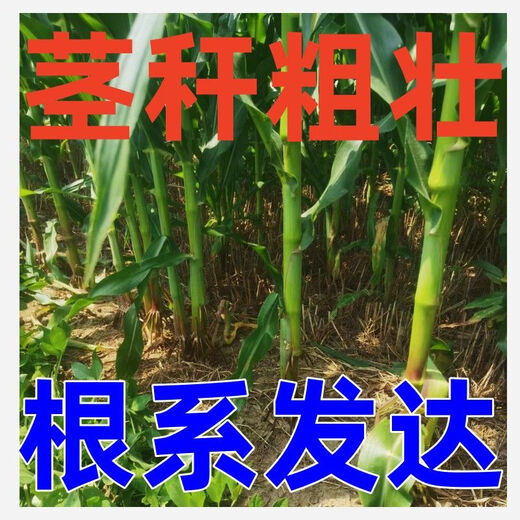 
New species, double-national review, Beijing Agricultural Sciences, 728 early maturity, high temperature, dense and dense high yield, corn species, short rod, red shaft corn seeds, Beijing Agricultural Sciences, 728 corn species [4500 grains] 1 bag