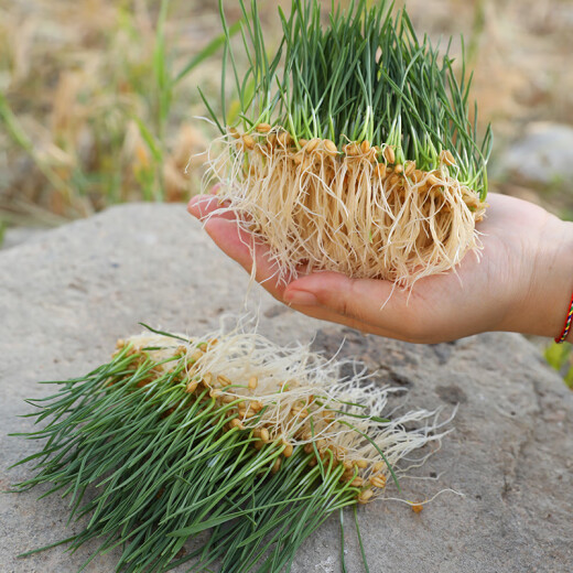 Shouhe Cat grass seed seedlings Soil cultivation Hydroponic cat snack seeds Weiyu Zhongshou cat grass (wheat grass) seed 1050g