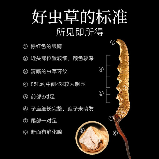 同仁堂品牌 北京同仁堂 虫草礼盒冬虫夏草 高端虫草送长辈礼品领导 1盒 13g 【福满礼盒】65根 约5根/克