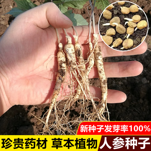 Changbai Mountain ginseng seeds, wild ginseng seeds, easy to grow Chinese medicinal materials in all seasons, easy to live indoor flower pots, ginseng seeds shipped without buds, big sale, 2 bags selected, about 104 capsules
