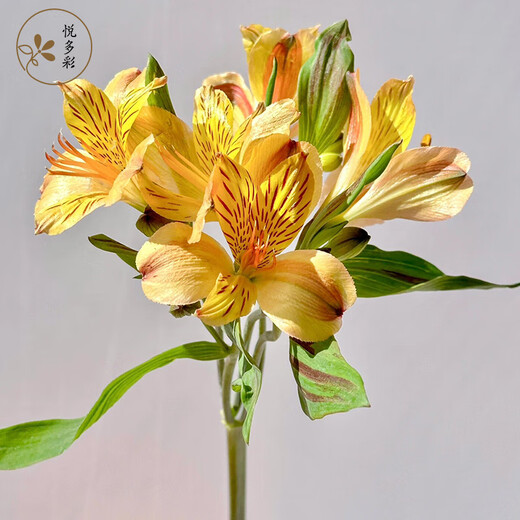 Yue Colorful Imperial Flower Princess Flower Amaryllis Flower Express Yunnan Base Straight Hair Hydroponic Fresh Cut Flowers for Girlfriends and Best Friends Narcissus Lily (Alstroemeria) 9-10 Branches