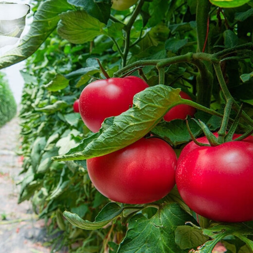 Provence Tomato Seeds Tomato Seeds Imported from the Netherlands, a good-tasting, high-yield sowing variety for all seasons Provence Tomato Seeds (New Product) 20 capsules