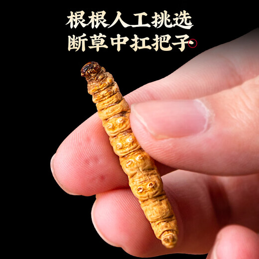 同芙 冬虫夏草断草10g约20根 全虫大号纯肉节 滋补营养补品自食性价比