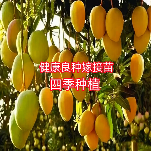 New varieties of Thai seedless mango saplings, seedless grafted mango seedlings, planted in four seasons, cold-resistant and extra large in the same year, 81cm (inclusive) - 110cm (inclusive), 4-year seedlings (full of results)