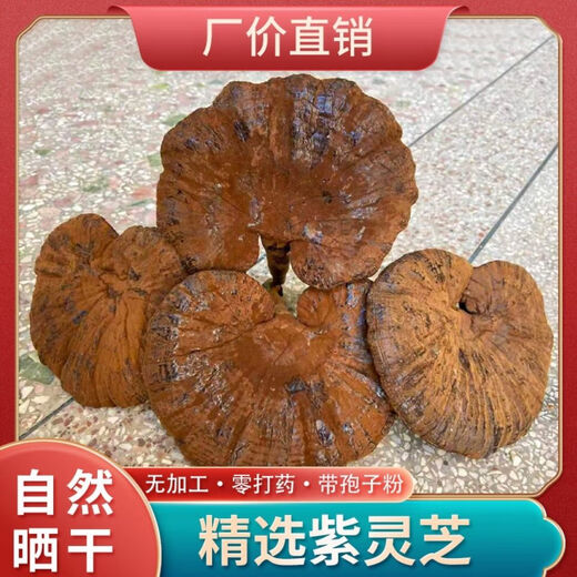 谧鹿天然紫灵芝不苦仿野生含孢子粉食药用菌长柄整枝深山可帮切片 长柄不苦紫灵芝整枝 500g