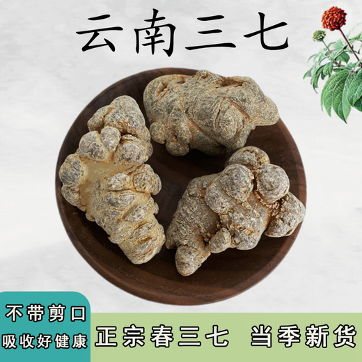Leixiangzhuang Sanqi, Yunnan Wenshan, 37, keine Schnitte am 37. Kopf ohne Schnitte [25 Köpfe 500 Gramm - keine Schnitte]