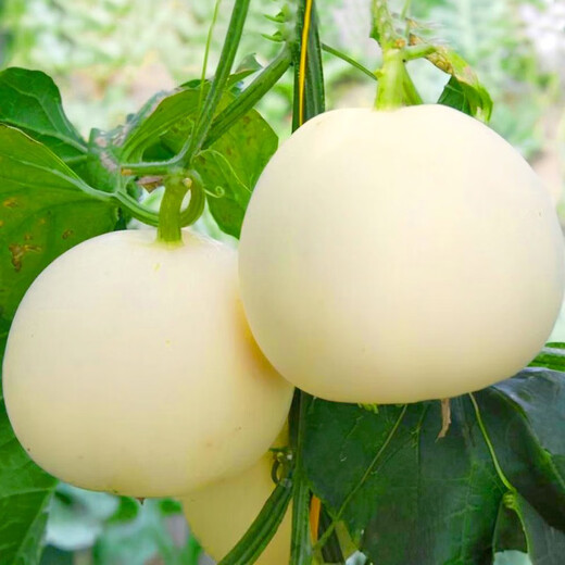 Yuhenong White-skinned Muskmelon Seeds, Melon Seeds with Thin, Crisp and Sweet Skin, North and South, Extra Large White-Sand Honey Melon Seeds, About 50 capsules/bag