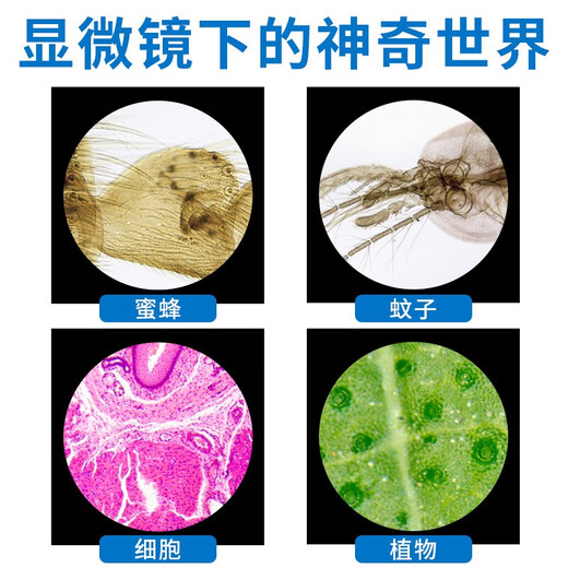 Miote children's microscope student high magnification professional 2000x portable bioscience experiment gift set with screen blue (1600x) + 12 specimens + spree