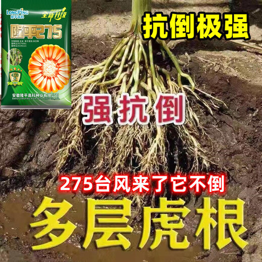 New species Longping 275 high-yielding corn seeds, double stick twin king, drought and waterlogging tolerance, lodging resistance and rust resistance New species Longping 275 Big Mac twins, about 4239 grains, 1 bag, original national approval