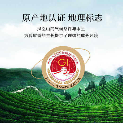 Qichun Phoenix Danshen Entenscheiße duftender Oolong-Tee 500G Medium Fire Tea von sich selbst im Mittleren Autumn-Festival-Geschenkbox für Ältestelehrer entzogen