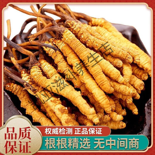 Peking Tongrentang Authentische Cordyceps 10 Geschenkboxen im Jahr 2024 Erster tibetaner Cordyceps Cordyceps Sinensis 0,5 Gramm Cordyceps König 20 [10 Gramm insgesamt] Geschenk in Dosen eingeschlägt