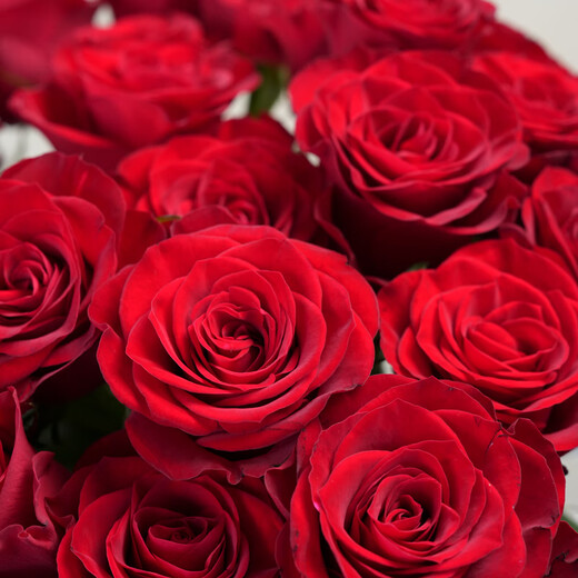 Jingdong Flowers Roses Red Roses 10 Ruyi Base Fresh-cut Flowers Water-raised Flower Arrangements Life Bouquets Gifts Straight from the Source
