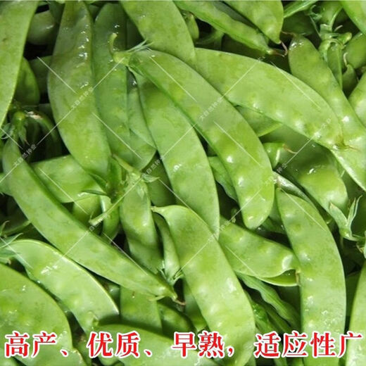 Roselle-Samen, rote Pfirsich-K-Samen, Sesamhonig, große Zuckerschoten, 9-Zoll-Ginseng, süße Senfkörner, original große Zuckerschotensamen, 100 Kapseln, 2 Packungen