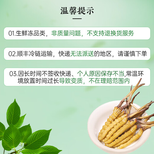 藏汐堂【2025年头茬鲜草】新鲜冬虫夏草 头期鲜虫草 滋补营养品 0.6克/根 100根装