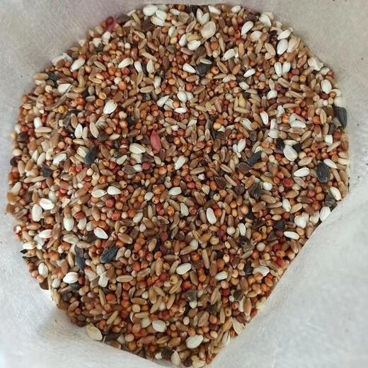 New pigeon food nutrition contains corn 10kg bird food carrier pigeon white adult young pigeon ornamental pigeon without pea pigeon food 5Jin Jin is equal to 0.5 kg