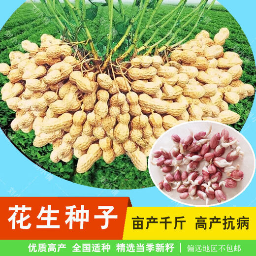 Peanut seed original seed Academy of Agricultural Sciences new variety shelled peanut thin shell large peanut seed high yield short stalk Luhua No. 8 shelled original seed hand-selected 2500 grams (five Jin Jin is equal to 0.5 kilograms)