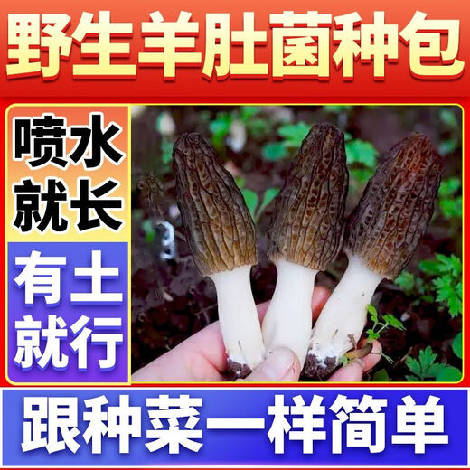 Wang Yuanxing Wild Morel Seed Cultivation Mushroom Fresh Mushroom Artificial Edible Mushroom Spawn Strain Pack Lentinin Mushroom Stick Original Strain Pack 500g Free Instructions + Video