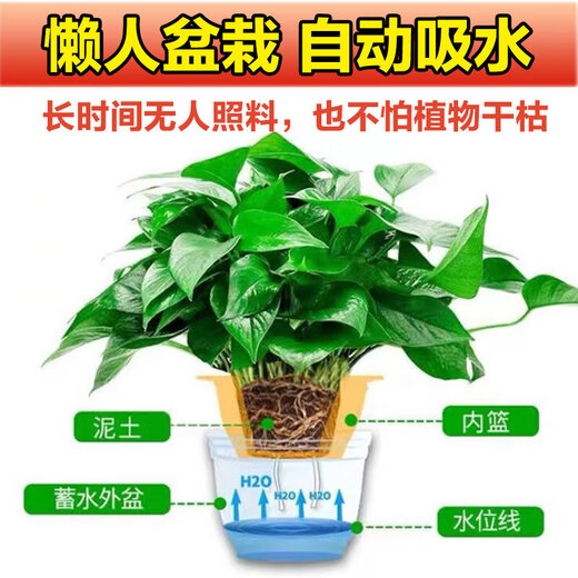 Shuangmeng green radish potted formaldehyde-removing flowers and green plants office new house air purification 180 trays 4 pots straight from the source