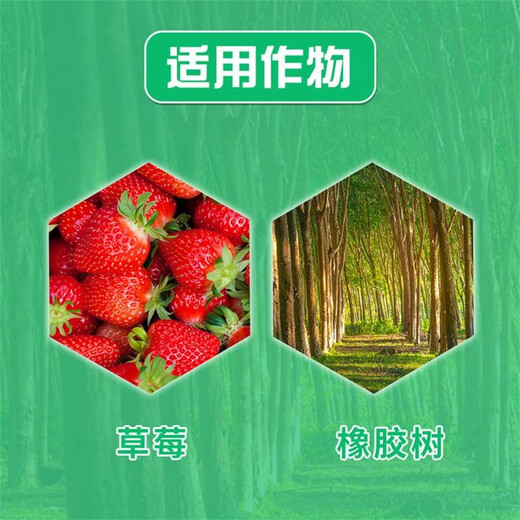 Lailing Zhejiang Shijia 86% Trimorfolina Fresa Moho Polvoriento Goma Raíz Roja Antracnosis Plaguicida Fungicida 100ml
