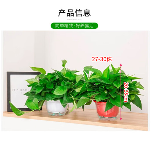 Shuangmeng green radish potted formaldehyde-removing flowers and green plants office new house air purification 180 trays 4 pots straight from the source