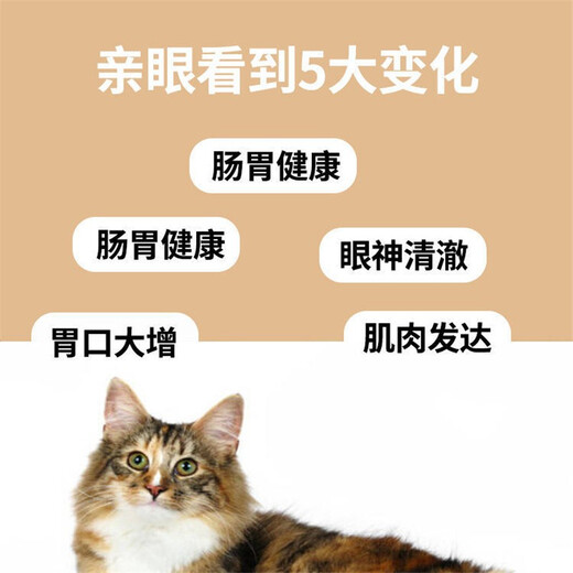 My special canned cat food for Maine Coon cats, beautiful and beautiful hair for young cats 170g salmon and chicken flavor nutritious cat food. Two cans of my special canned food for Maine Coon cats.