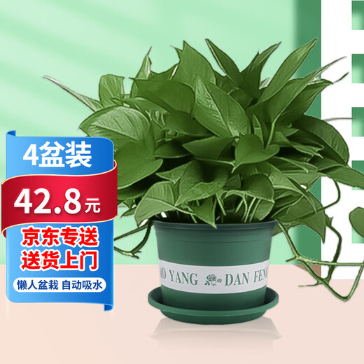 Shuangmeng green radish potted formaldehyde-removing flowers and green plants office new house air purification 180 trays 4 pots straight from the source