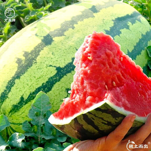 Dayu Lazy Man Watermelon Seed Seedlings Extra Large Suitable for Early Maturing Lazy People in the South 8424 Kirin Melon Meidu Seedless Fruits and Vegetables Lazy Man King Watermelon Seeds 50 capsules