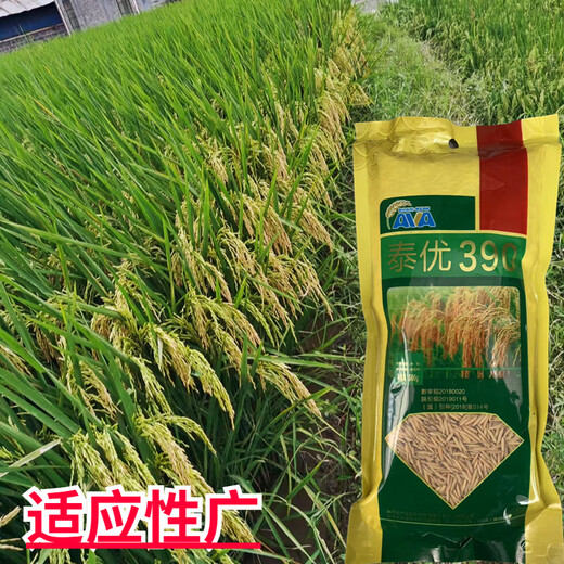 香米型米粒细长水稻种子泰优390矮杆抗倒适应性广产量高 泰优390水稻种子2斤装