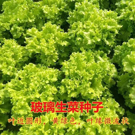 Four seasons sweet and crisp glass lettuce seeds, crisp and tender raw lettuce seeds, farmer's four seasons potted vegetable seeds, glass lettuce 2 packs, about 4000 seeds