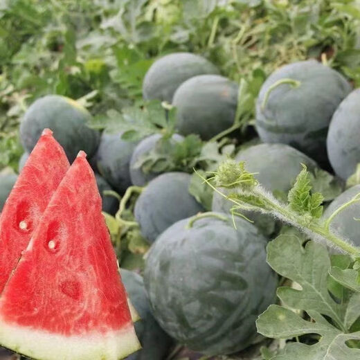 Watermelon with super sweet skin, thin flesh, early maturity, disease resistance, black skin, large watermelon fruit seeds, 3 packs of watermelon (Song Fertilizer)