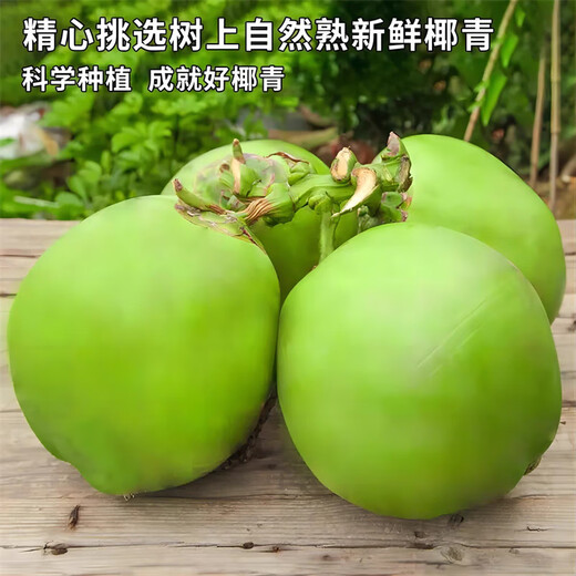 Ganguo has an appointment with Hainan coconut, green coconut, fresh coconut with skin, green coconut, tender coconut, amniotic fluid replenishing fruit for pregnant women, 6 tender coconuts with skin - recommended for pregnant women