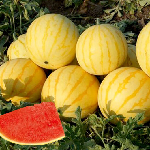 Dayu's yellow skin and red flesh watermelon seeds seedlings extra large watermelon yellow heart and yellow flesh extra sweet early maturing fruit seeds suitable for the south Jinlinglong watermelon seeds 100 capsules/bag (red flesh)