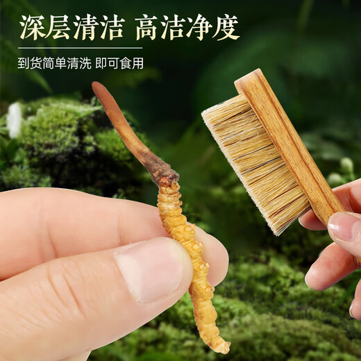 藏汐堂【2025年头茬鲜草】新鲜冬虫夏草 头期鲜虫草 滋补营养品 0.6克/根 100根装