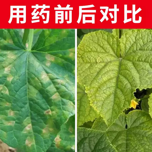 Special medicine for downy mildew, bactericidal medicine for cucumbers and vegetables, grape pepper, tomato blight essence, metalaxyl dimethomorph, special medicine for downy mildew blight, 1000g*1 bottle