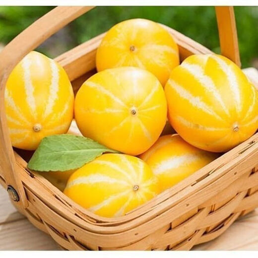 Gaga Sweet Northeastern Cantaloupe Seeds Yellow Melon Fruit Seeds Easy to Plant in Spring and Autumn Old Farm Varieties with High Sugar Content Original Factory Packaging 5 Packs + Song Fertilizer Gaga Sweet Melon Seeds About 50 Tablets - Pack