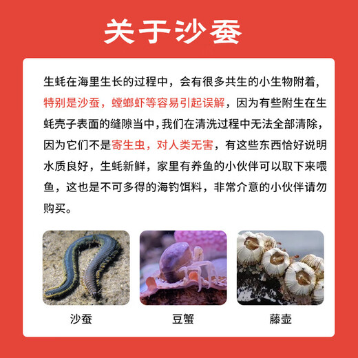 Fresh Jingcai Fresh Oysters 5XL Net weight 5Jin Jin is equal to 0.5kg 9-12 oysters, fresh to your home, fresh seafood, straight from the source