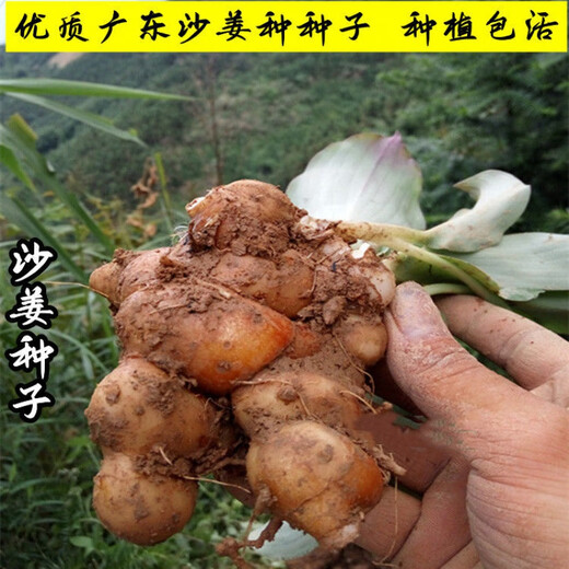 Shajiang seed ginger seedlings Guangdong fresh ginger Shajiang authentic Maoming Huazhou Nansheng electric white sand ginger seedlings 1500g