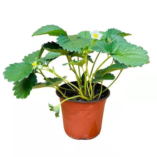 Strawberry seedlings shipped from original soil, blooming and big fruit, cream strawberry seedlings for four seasons, wholesale fruit plug seedlings for the current year, 12 red strawberries, shipped from original soil + fertilizer