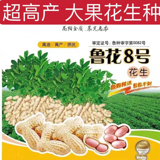 Peanut seed original seed Academy of Agricultural Sciences new variety shelled peanut thin shell large peanut seed high yield short stalk Luhua No. 8 shelled original seed hand-selected 2500 grams (five Jin Jin is equal to 0.5 kilograms)